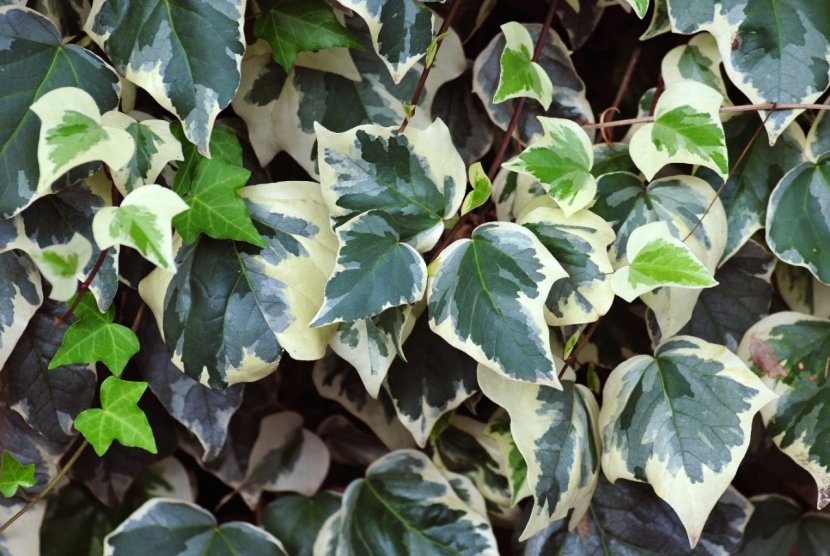 Efeu: Gartenpflanze des Monats Mrz
