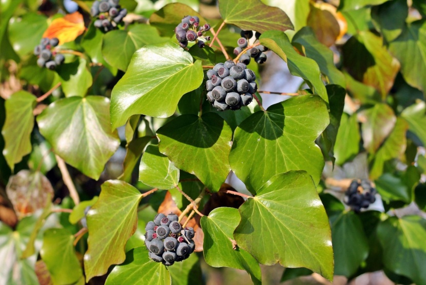 Efeu: Gartenpflanze des Monats Mrz