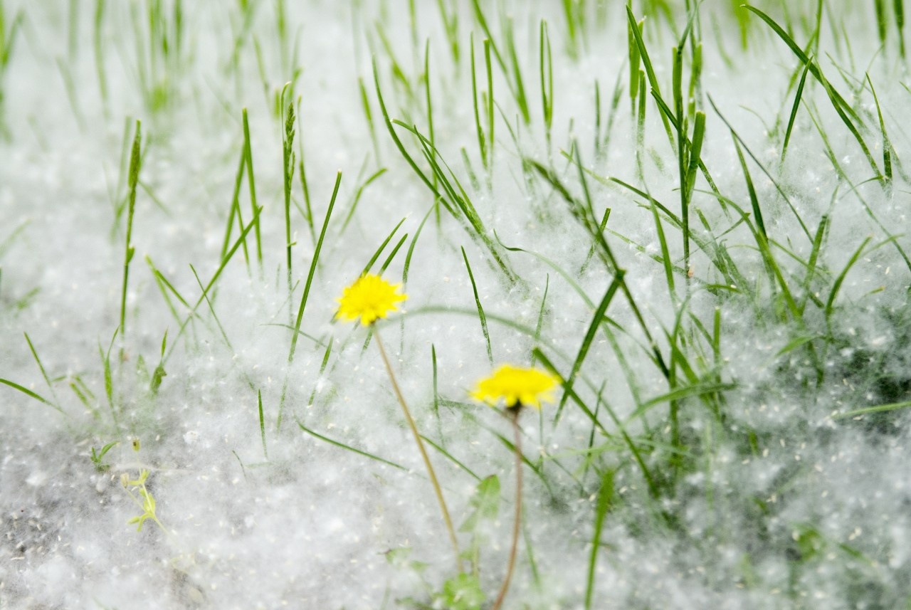 Schnee im Sommer?