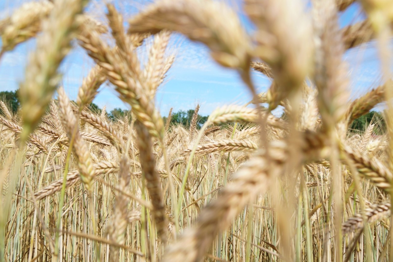 Was genau ist Waldstaudenroggen?