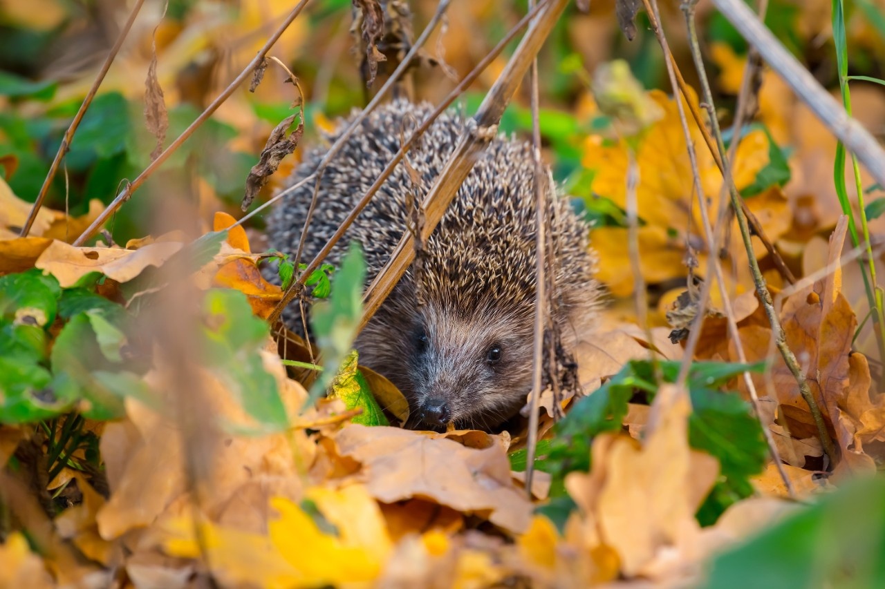 Laubhaufen für den Igel