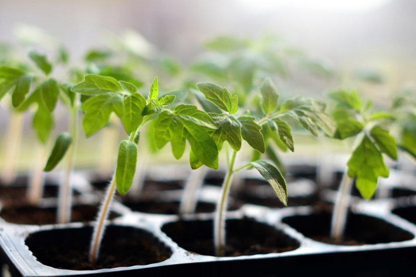 Unsere Garten Tipps Im Marz