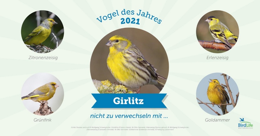 Vogel des Jahres 2021: So helfen Sie dem Girlitz
