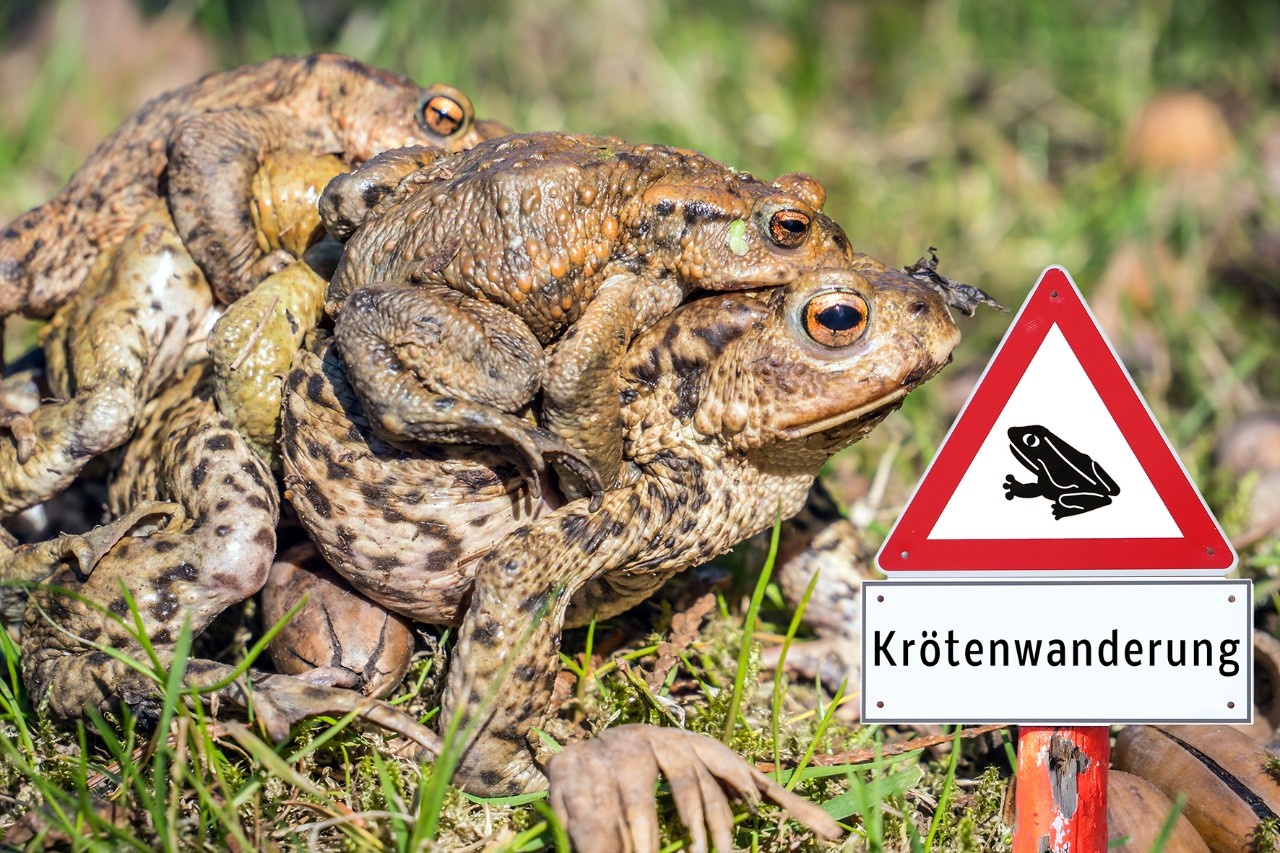 36+ Kröten Im Garten Giftig, Normalerweise stören sie mit ihrer.