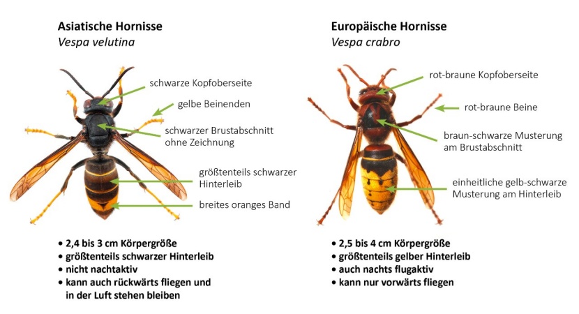 Asiatische Hornisse: Eine neue Bedrohung für heimische Honigbienen?