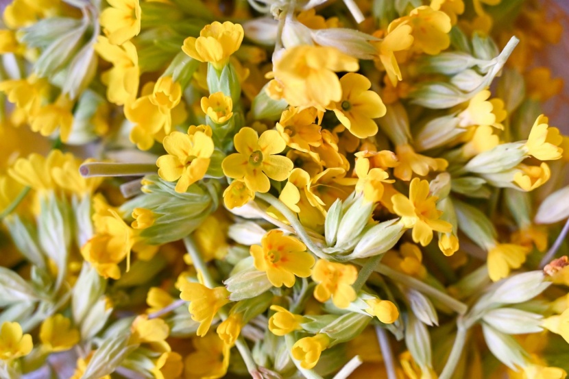Heilpflanze Schlüsselblume