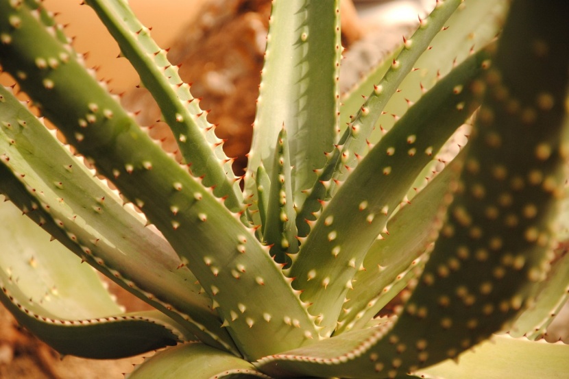 kaktus schwarzfäule Ferocactus schwarzii – Seltener fast dorneloser Fasskaktus main image 1