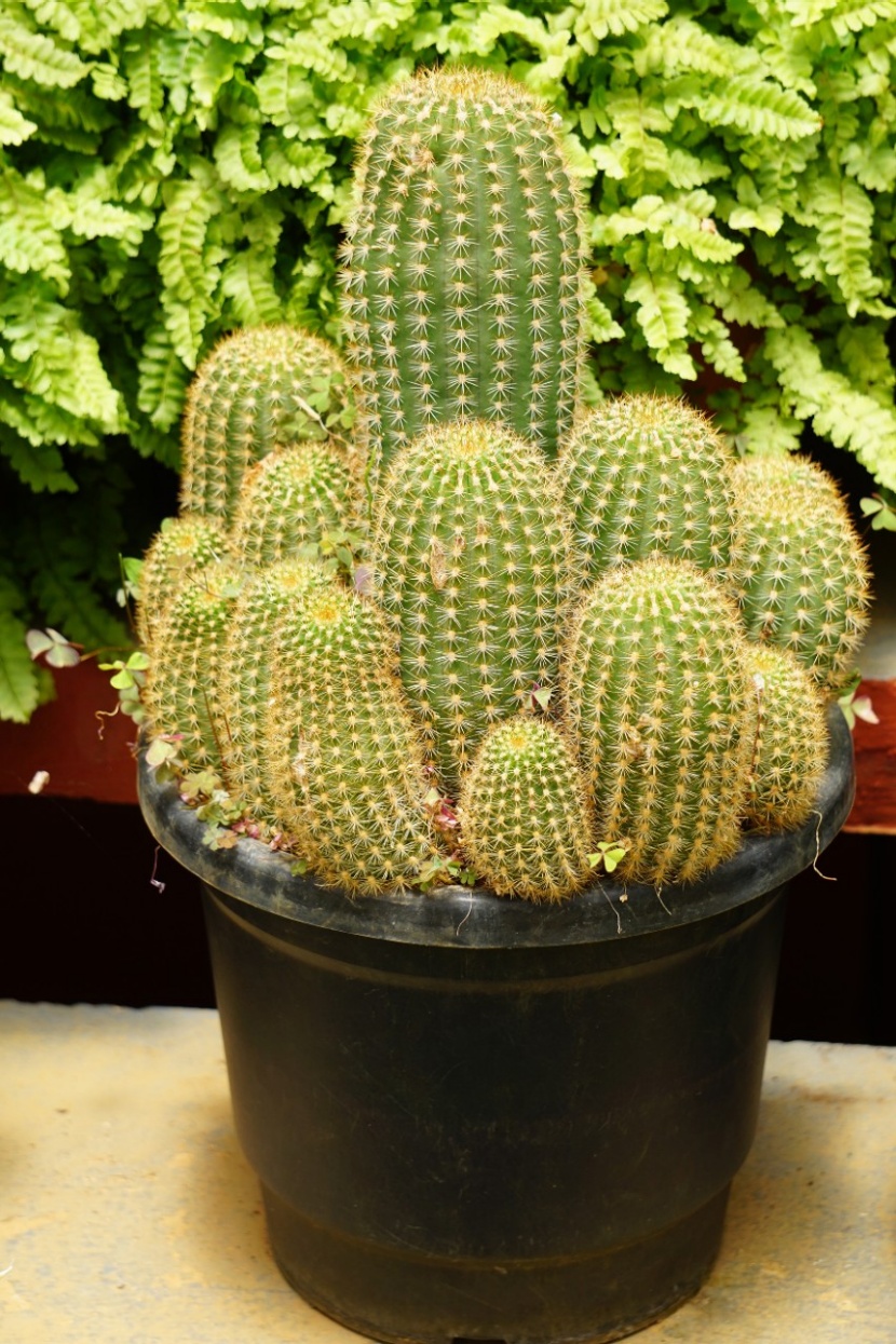 kaktus rot blühend Epiphyllum rot (Rote Typ Orchideen-Kaktus) D12 – Secret Garden Plant Shop main image 0