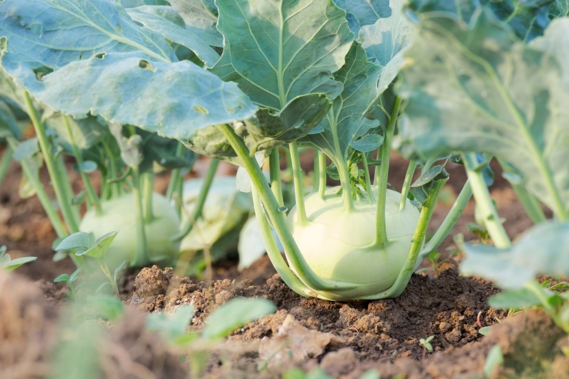 Hungrige Kohlrabi