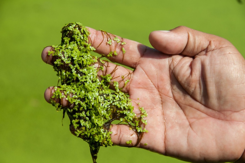 Haus&Garten Wasserlinsen - Große Portion 30x30cm Entengrütze