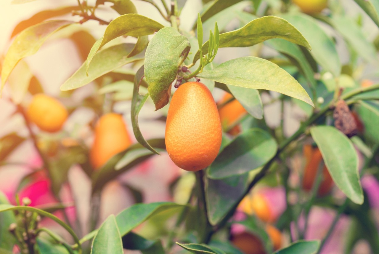 Kumquat Essfertig samt Kernen und Schale