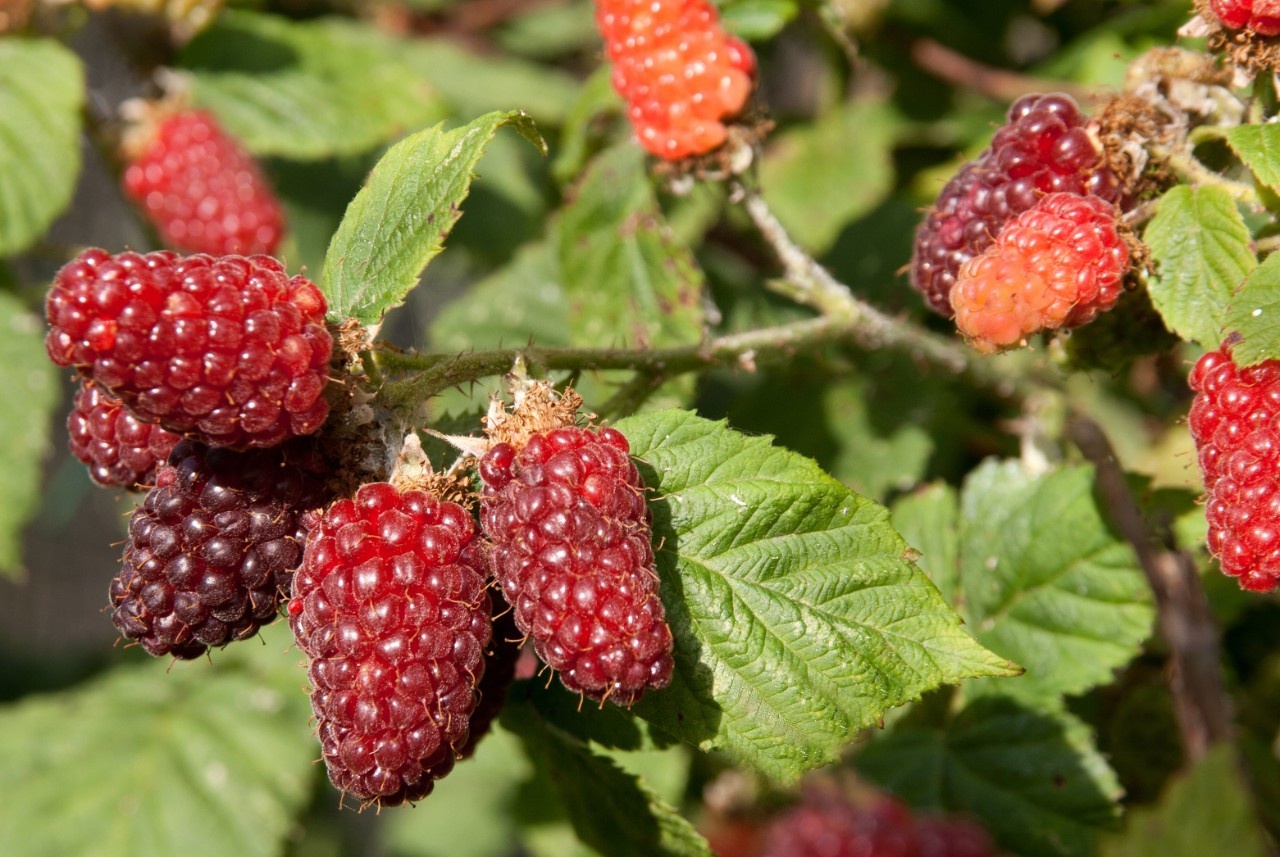 Seltsame Kreuzungen Tay, Boysen und Loganbeeren