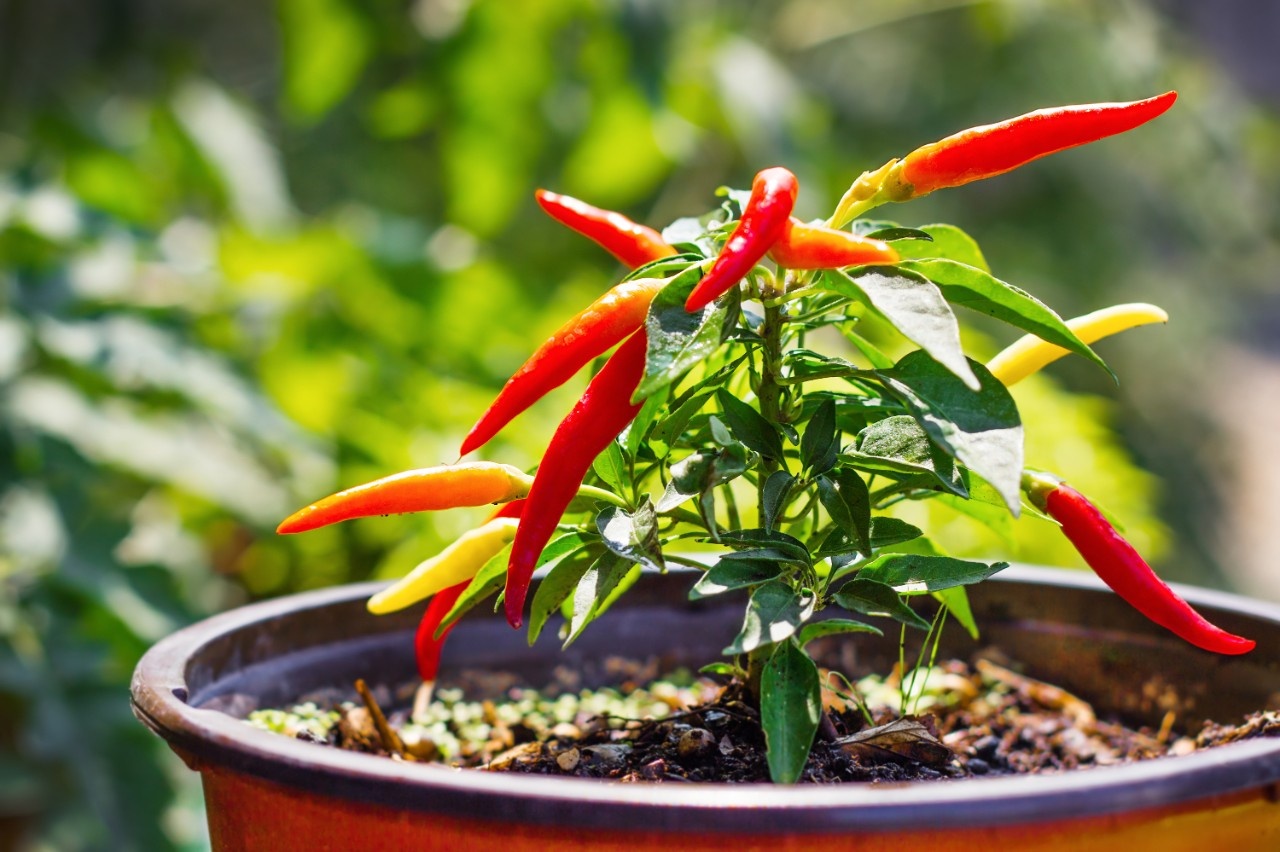 Chilis selbst anbauen