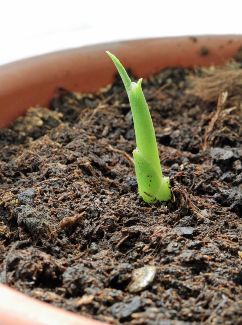 Ingwer Selbst Anbauen