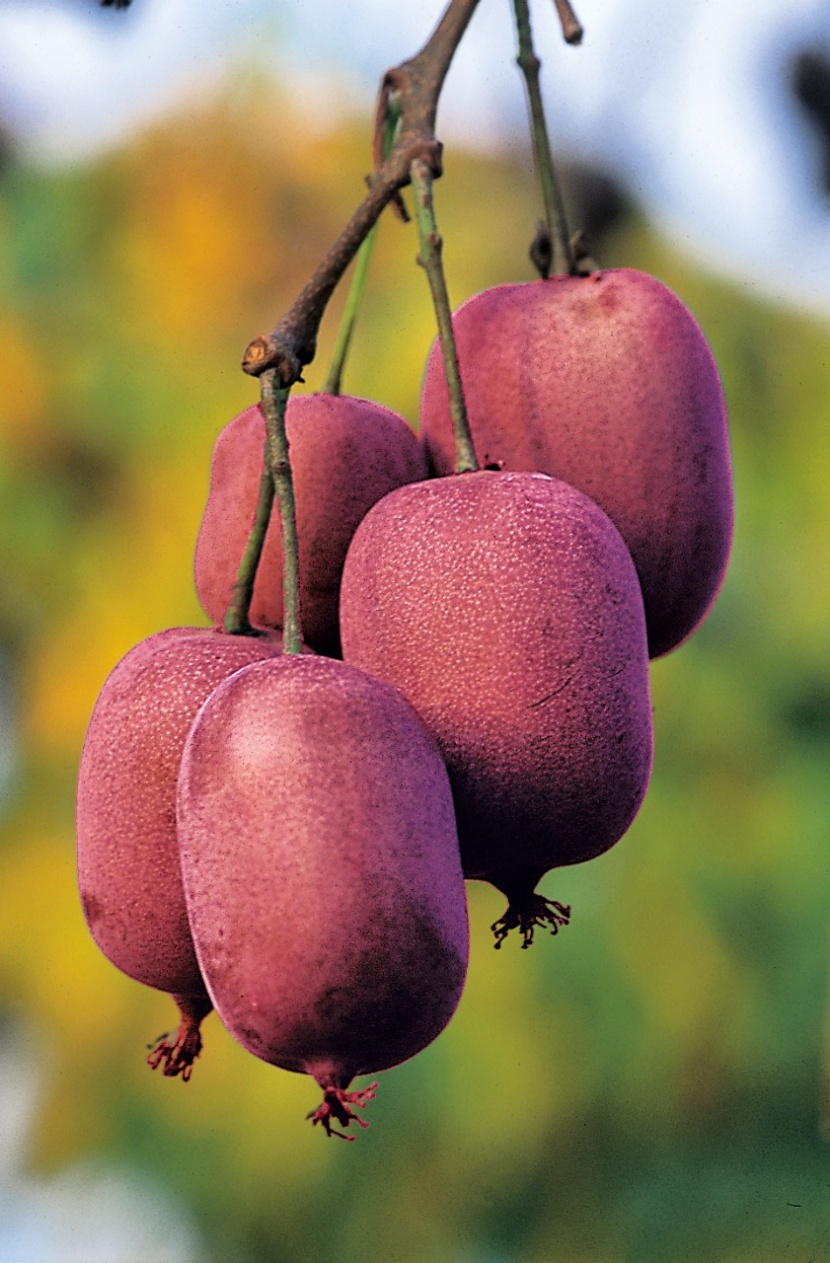 Eine Kiwi In Purpurrot