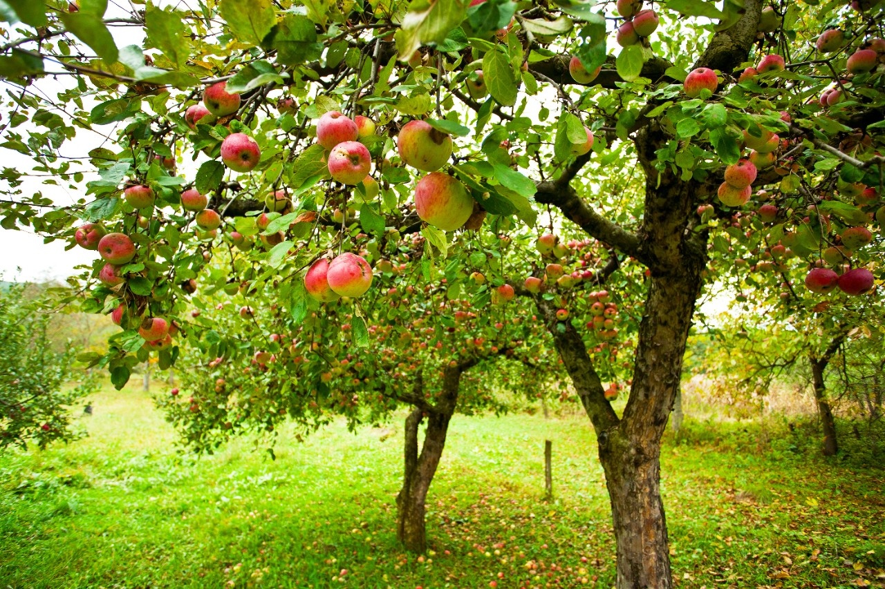 Zuwachs im Obstgarten