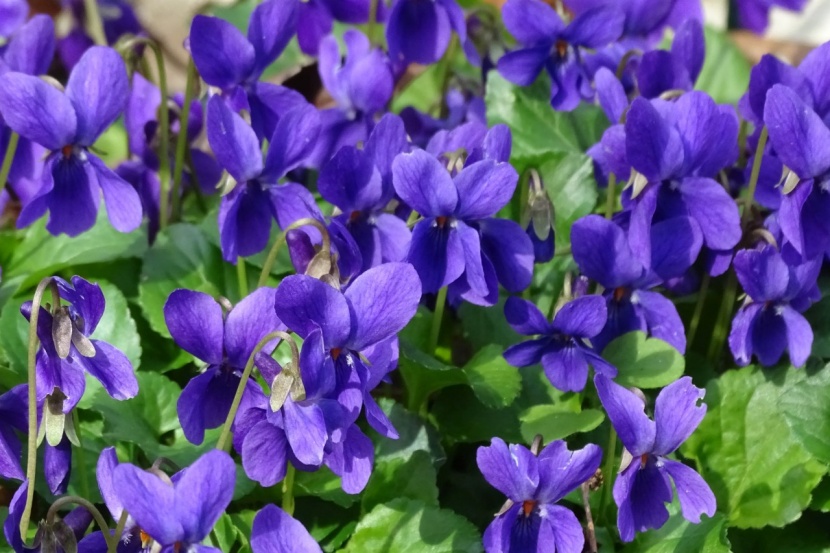 Diese Gartenstauden Sind Essbar