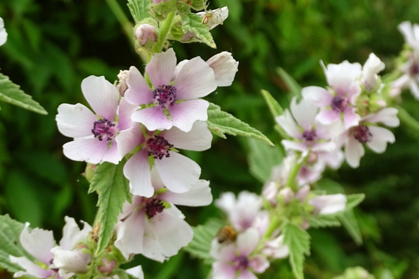Diese Gartenstauden Sind Essbar