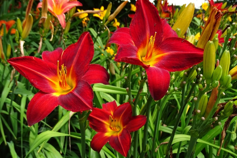 Diese Gartenstauden Sind Essbar