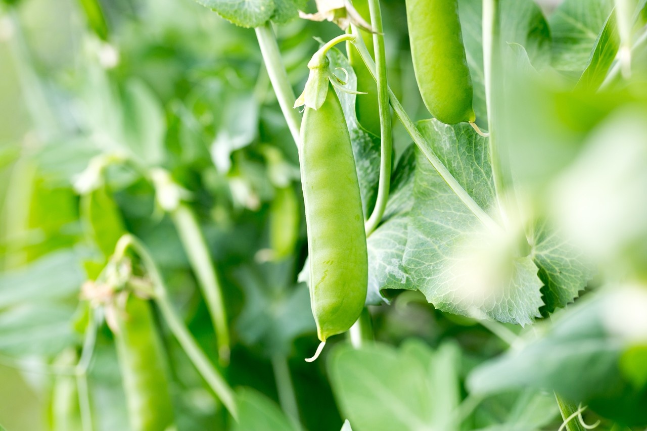 Knackige Zuckererbsen aus dem Garten