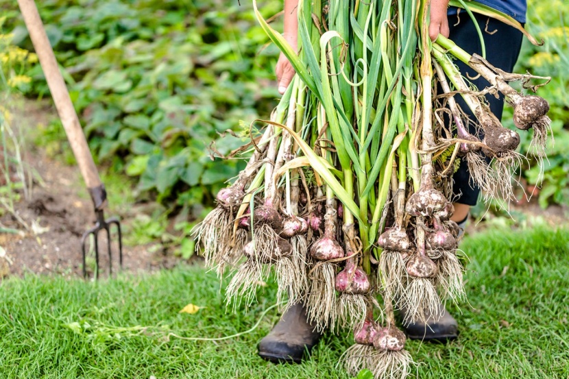 Erntezeit für Knoblauch