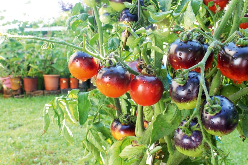 Schwarze Tomaten