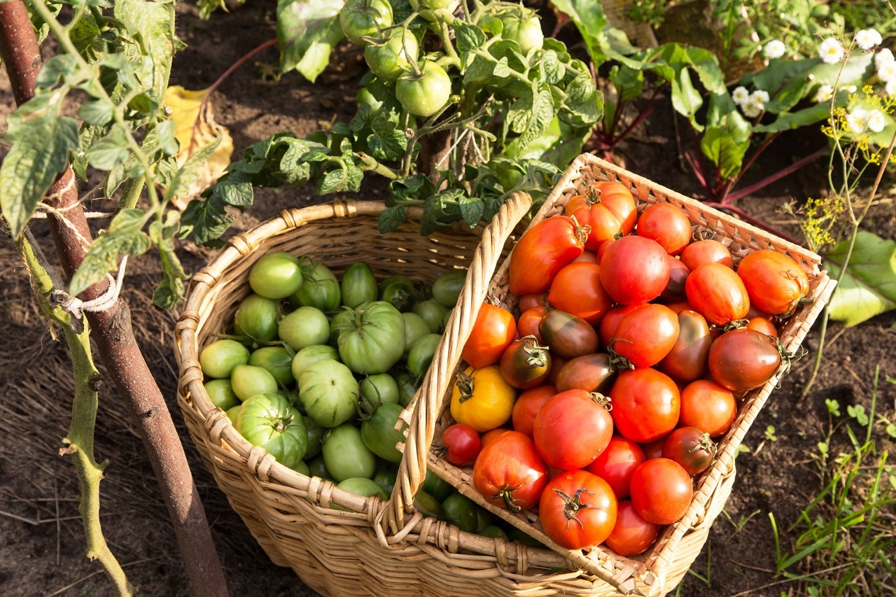 So reifen grüne Tomaten am besten nach