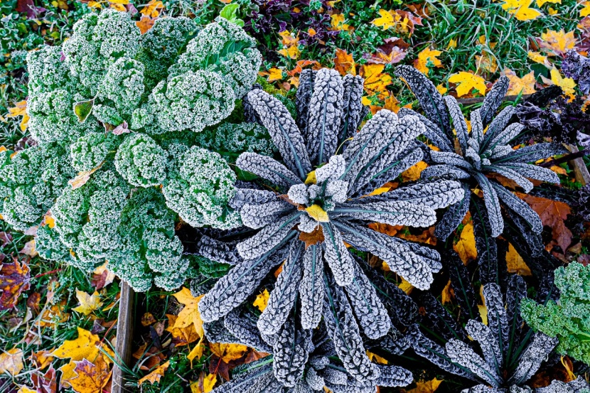 Spat Und Wintergemuse Diese Arten Sind Frosthart