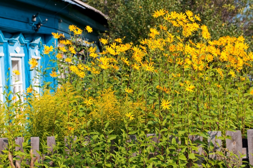 Topinambur im Garten anbauen