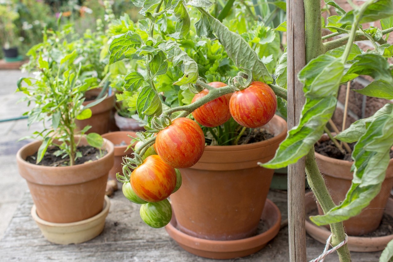 Kann man Tomatenpflanzen überwintern