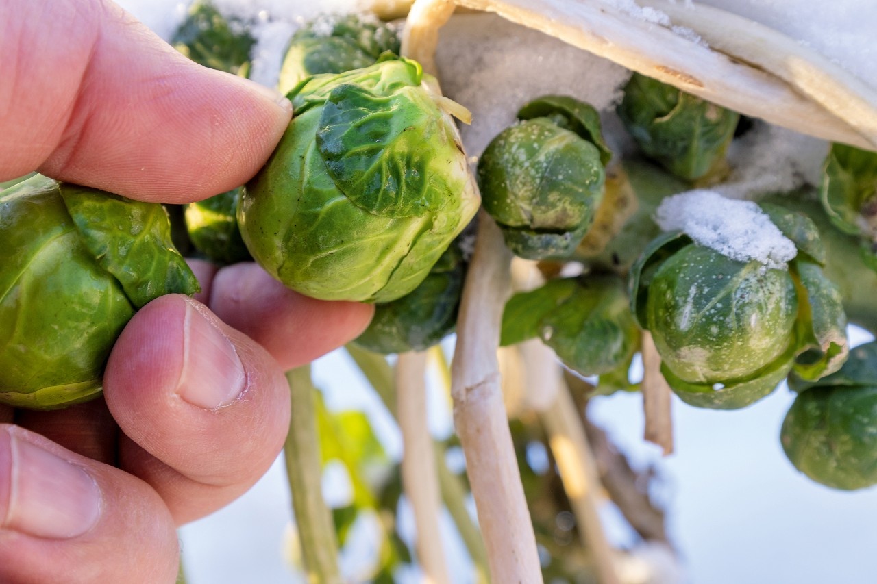 Kohlsprossen: Ernte mitten im Winter