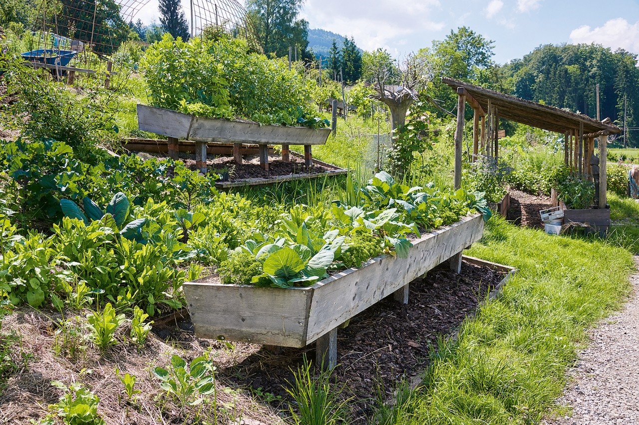 Pflanzplan GemüseHochbeet auf Stelzen