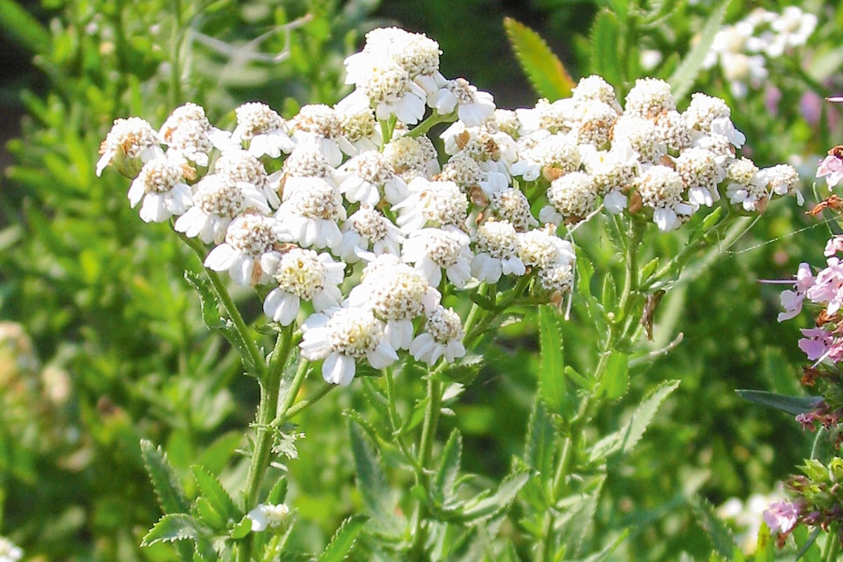 Die Schafgarbe mit Muskat-Geschmack