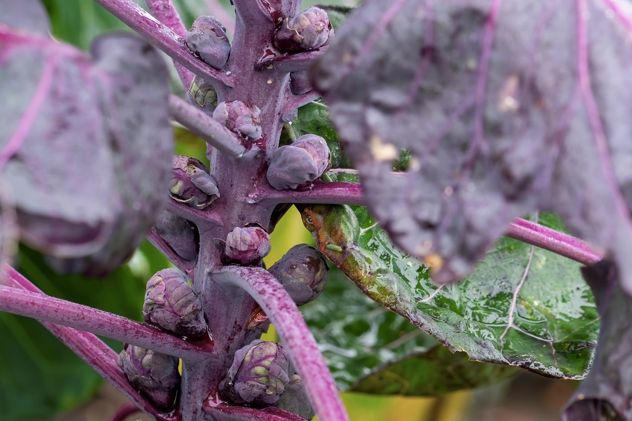 Rote Kohlsprossen: hübsch und köstlich zugleich