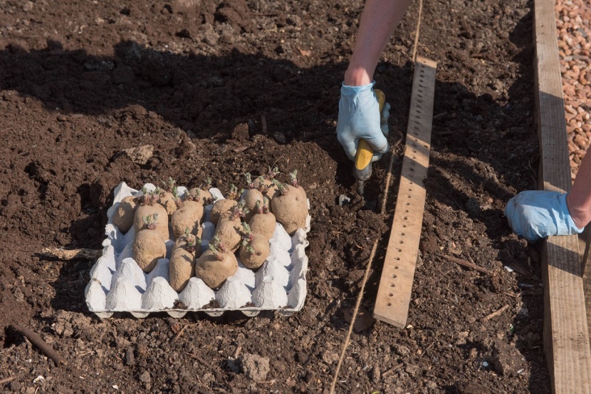 Frühkartoffeln vorkeimen lassen