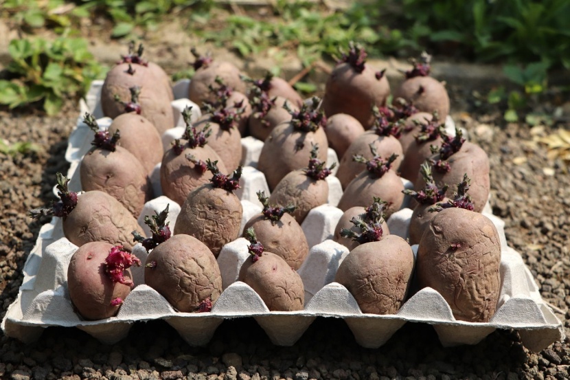 Frühkartoffeln vorkeimen lassen