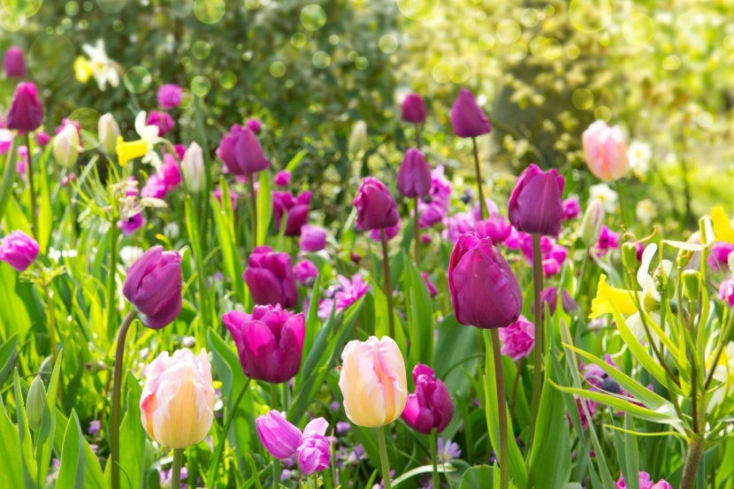 Tulpen jetzt dngen