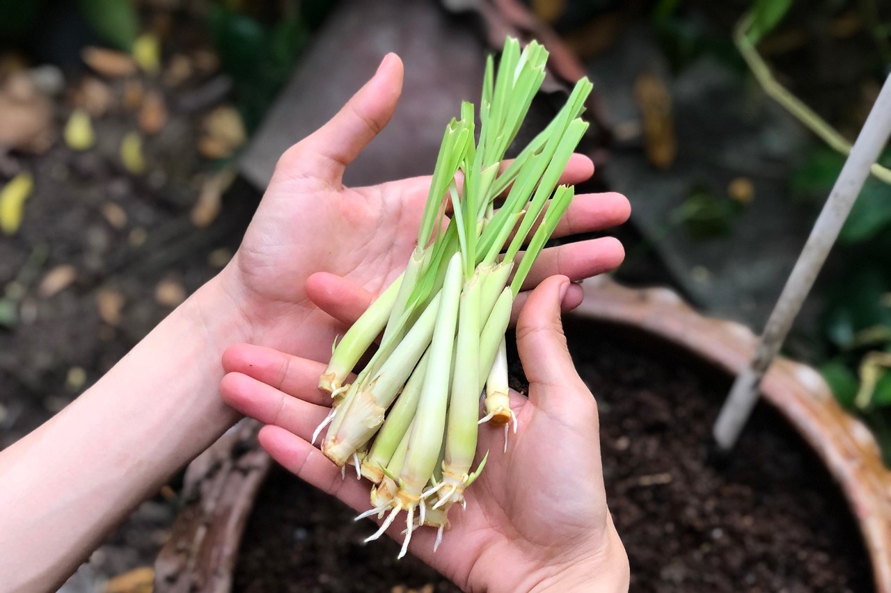 Zitronengras selbst ziehen