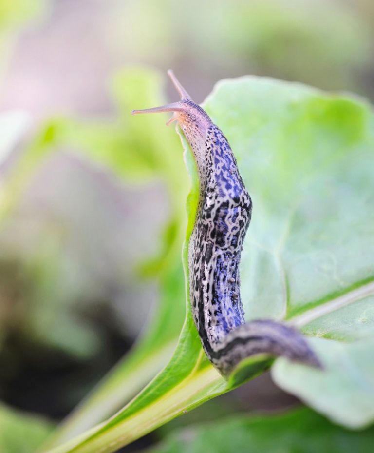 Die Bänderschnecke - ein Nützling!