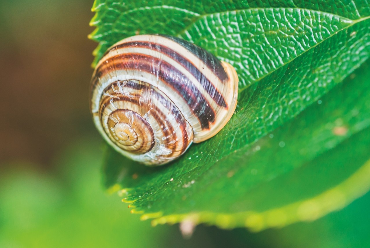 Garten Bänderschnecke