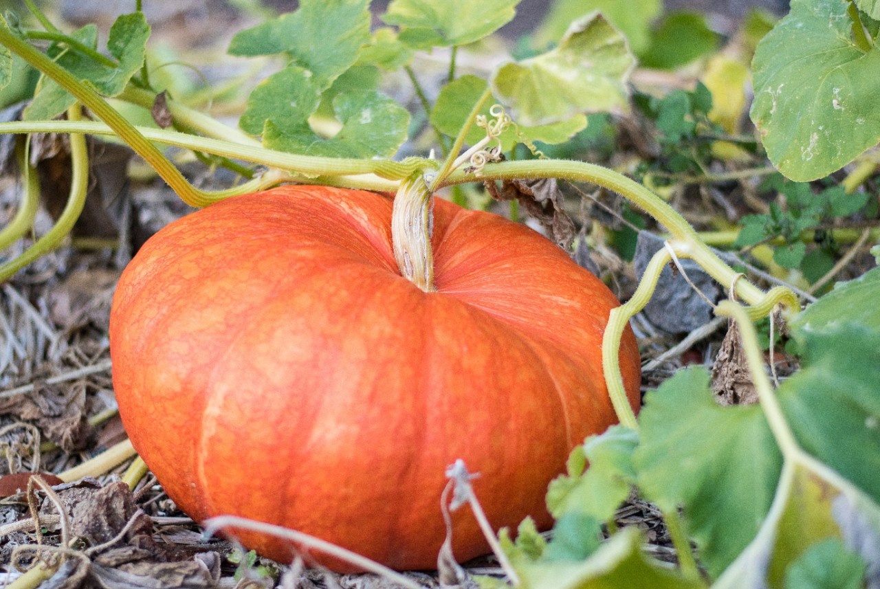 41+ Kürbis Garten In Der Nähe, Und was wäre halloween ohne.