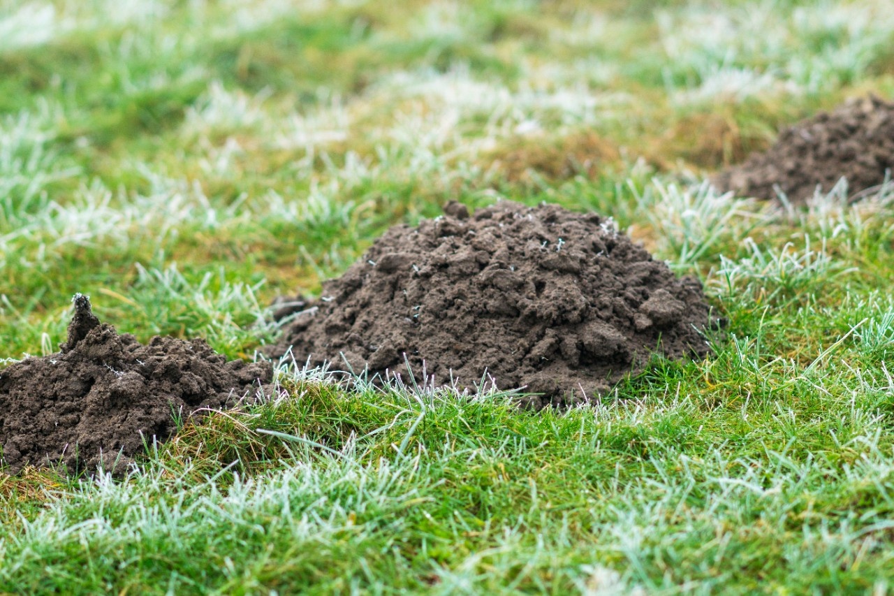 Hügel im Garten! Wer gräbt denn da?