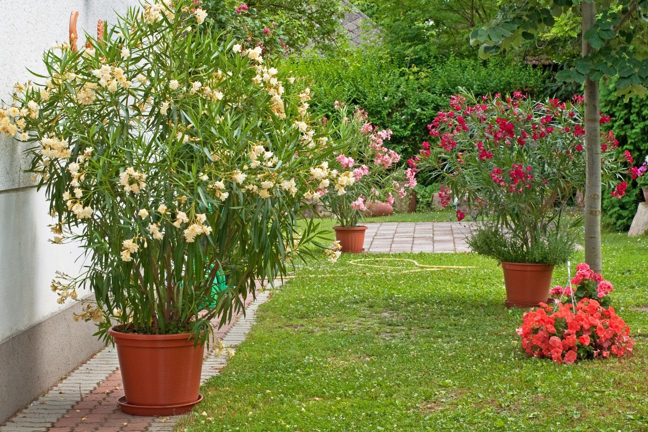 So überwintern Sie den Oleander richtig