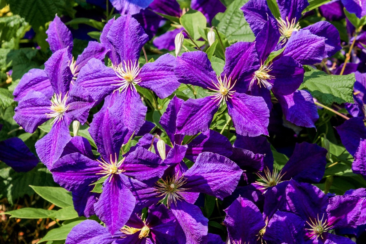 Clematis schneiden