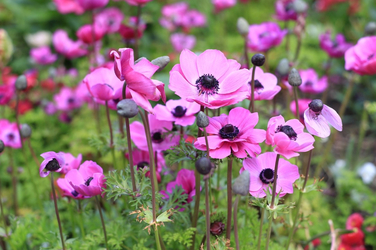 KronenAnemonen im Frühjahr pflanzen