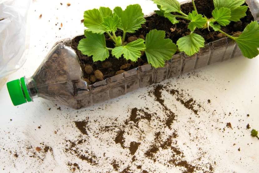 Pelargonien durch Stecklinge vermehren