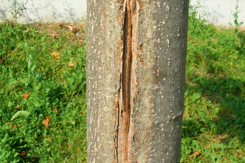 Weissanstrich Nicht Nur An Obstbaumen