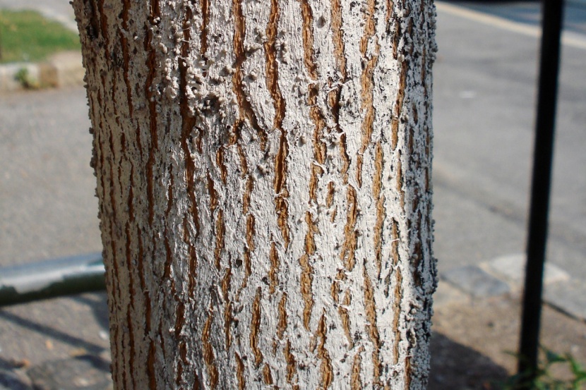 Weissanstrich Nicht Nur An Obstbaumen