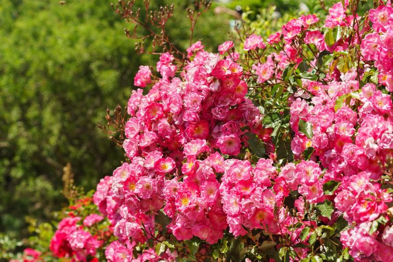 shutterstock_522097642 Beetrose Fair Play.jpg