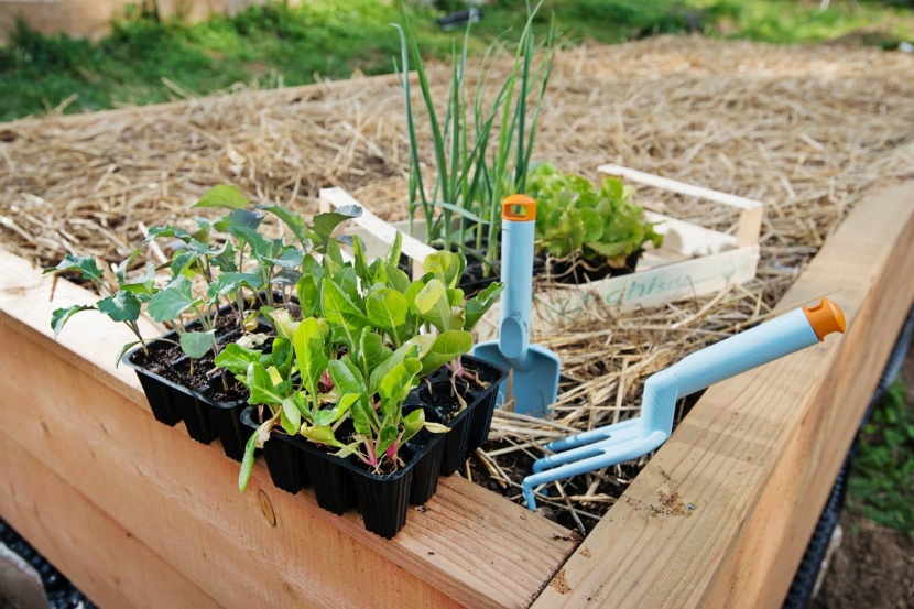 So machen Sie den Gemüsegarten fit für Trockenheit